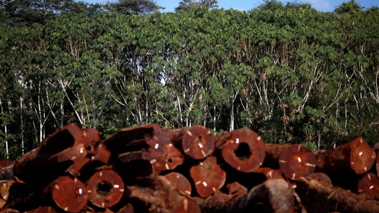 Yerli Topraklar Brezilya'da Ormansızlaşmayı Engelliyor, Yeni Çalışma Bulguları