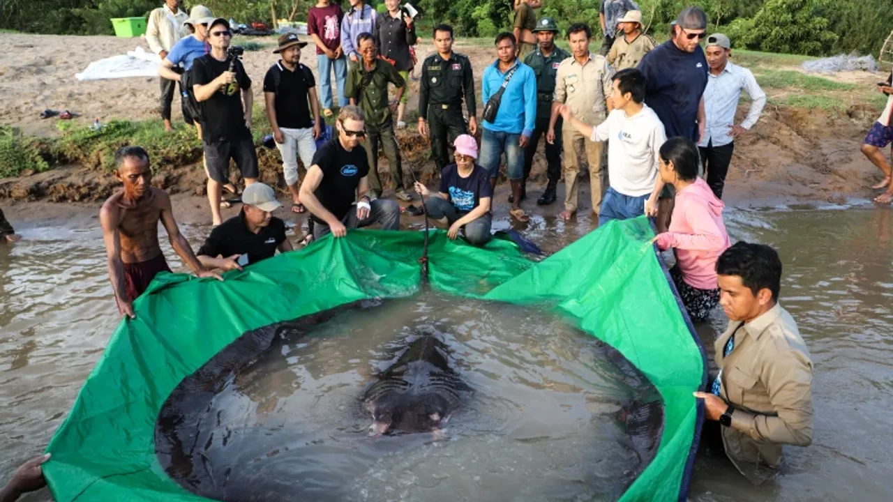 Dünyanın En Büyük Tatlı Su Balığı Kamboçya'da Yakalandı
