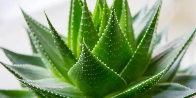 Aloe Vera Nasıl Kullanılır, Ne İşe Yarar, Saça ve Yüze Sürülür Mü?