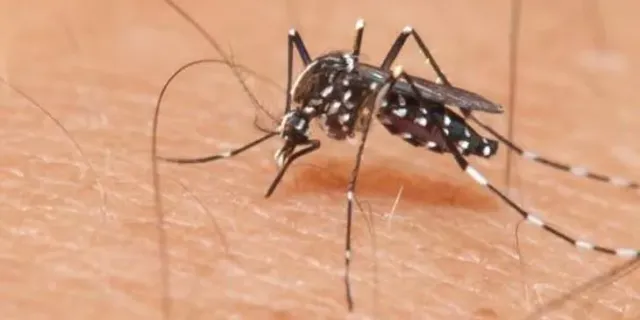 Aedes Sivrisinek Isırığı Nedir, Belirtileri Nelerdir, Nasıl Geçer?