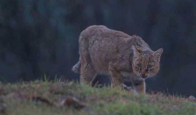 Saz Kedisini Görüntüledi, Çığlık Atmamak için Kendisini Zor Tuttu