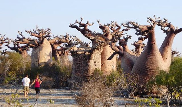 Madagaskar İklim Değişikliği Kaynaklı Kıtlığın Eşiğinde