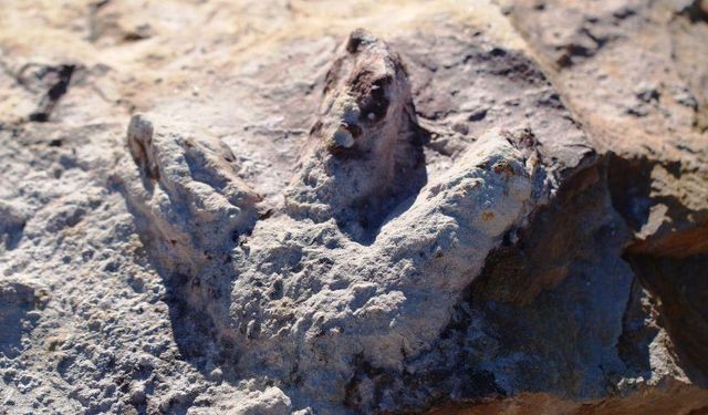 Jeologlar Polonya'da Dinozor İzlerini Ortaya Çıkardı