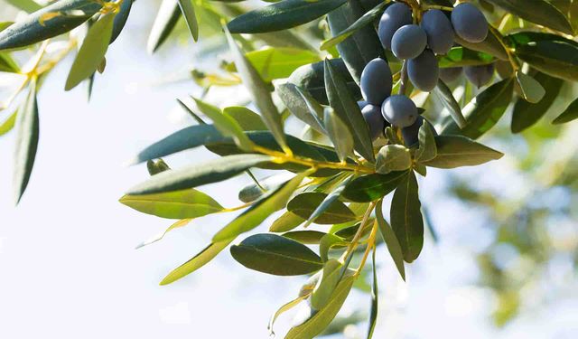 Zeytin Yaprağı Nelere İyi Gelir, Faydaları Nelerdir?