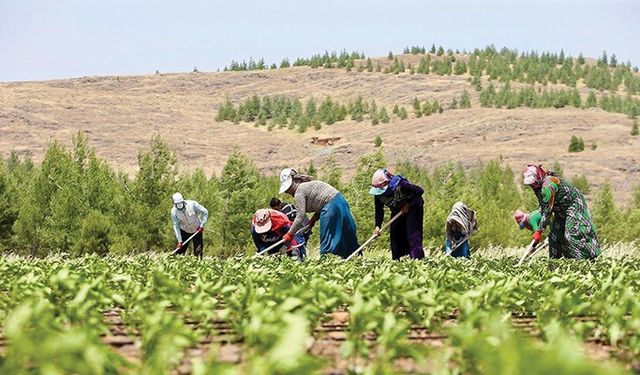 Çiftçiler 300 Milyon TL Alacak, Parasal Problemleri Bitecek! Son Dakika Açıklaması Geldi