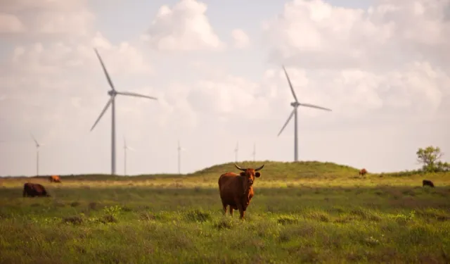 Teksas Rüzgar Enerjisi, Sıcaklıklardan Dolayı Beklentinin Altında Çalışıyor