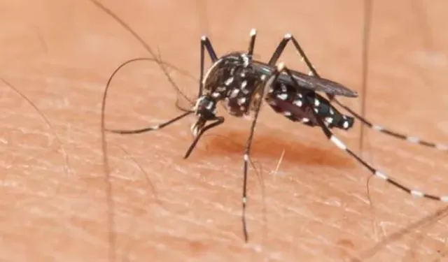 Aedes Sivrisinek Isırığı Nedir, Belirtileri Nelerdir, Nasıl Geçer?