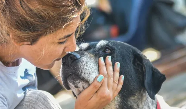 Havrita Nedir, Neden Kapatılacak, Köpekler Öldürülüyor Mu? İstanbul Barosu Harekete Geçti!