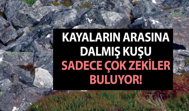 Kayaların arasına dalmış kuşu sadece çok zekiler buluyor! Bulanları sayısı o kadar az ki... Bir elin parmaklarını geçmez