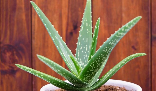 Aloe Vera Jeli Bitkiden Nasıl Yapılır, Faydaları Nelerdir?