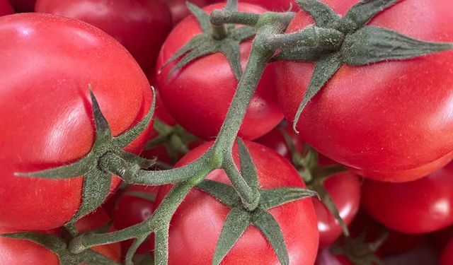 Rusya'ya Domates İhracatında Kota Artırıldı: Türkiye'nin Domates İhracatı Yolunda Güçlü Adım 